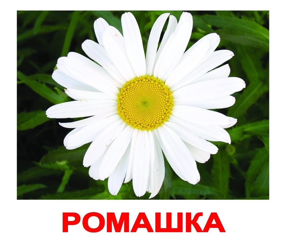 НОК Цветы