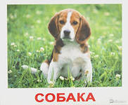 НОК Мои первые знания