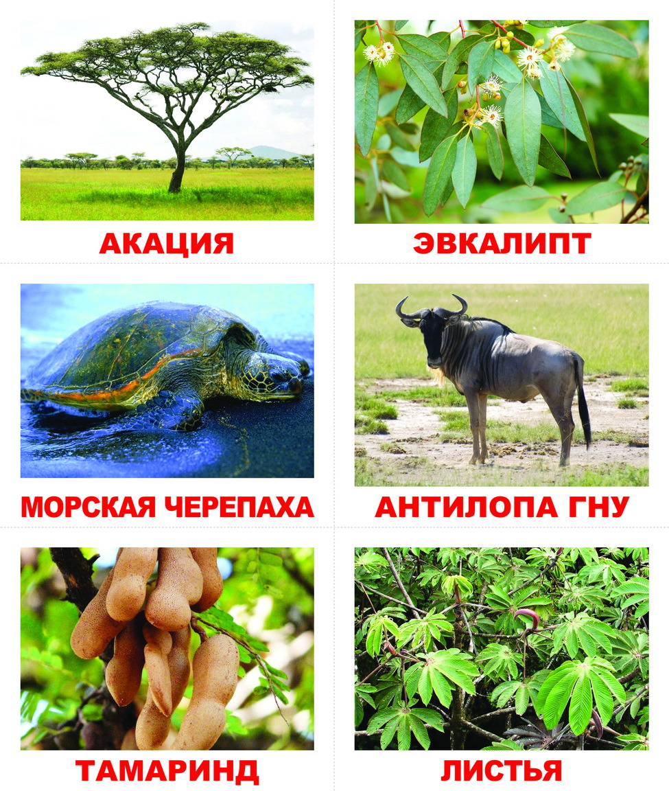 НОК Лото Кто что ест?