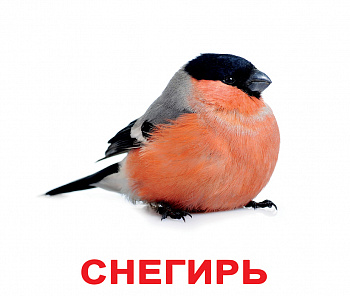Вундеркинд с пелёнок. НОК с фактами Птицы 16,5*19,5 / 20 шт