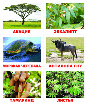 Вундеркинд с пелёнок. НОК Лото Кто что ест?